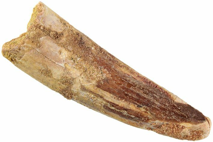 Fossil Spinosaurus Tooth - Real Dinosaur Tooth #235103